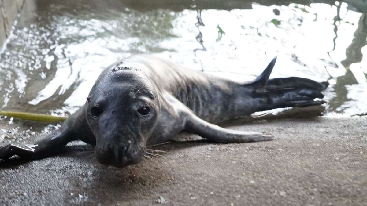 Hamburg: Schwanenvater rettet erschöpftes Robbenjunges