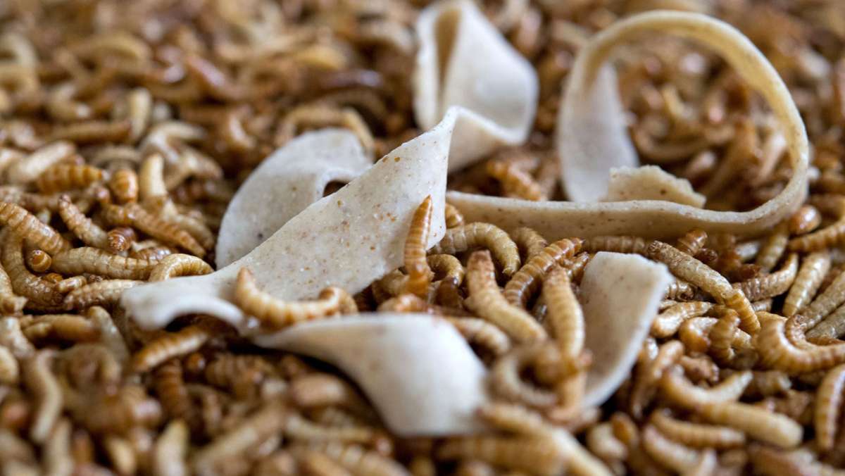 Hype um Nahrungsmittel: Bei Insekten-Food ist der Wurm drin