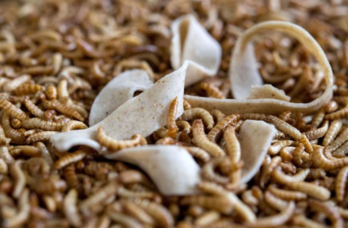 Hype um Nahrungsmittel: Bei Insekten-Food ist der Wurm drin
