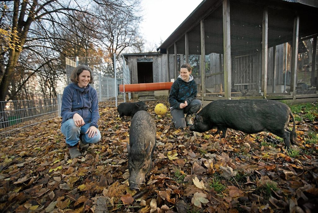 ESSLINGEN: Leser ermöglichen der Jugendfarm den Bau eines neuen Auslaufs für Hasen und Schweine: Schweine-Trio fühlt sich sauwohl