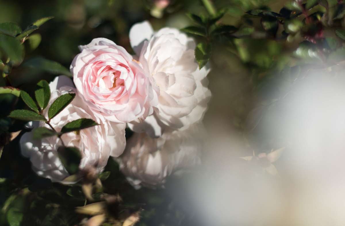 Rosenpflege im Herbst: Leichtes schneiden der Rose ist erlaubt