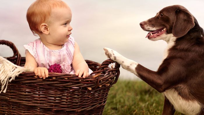 Wie man Hunde an Kinder gewöhnen kann