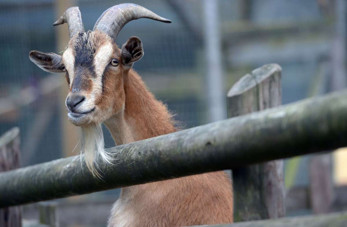 Landkreis Karlsruhe: Passanten füttern Ziegen falsch – mehr als 20 Tiere sterben