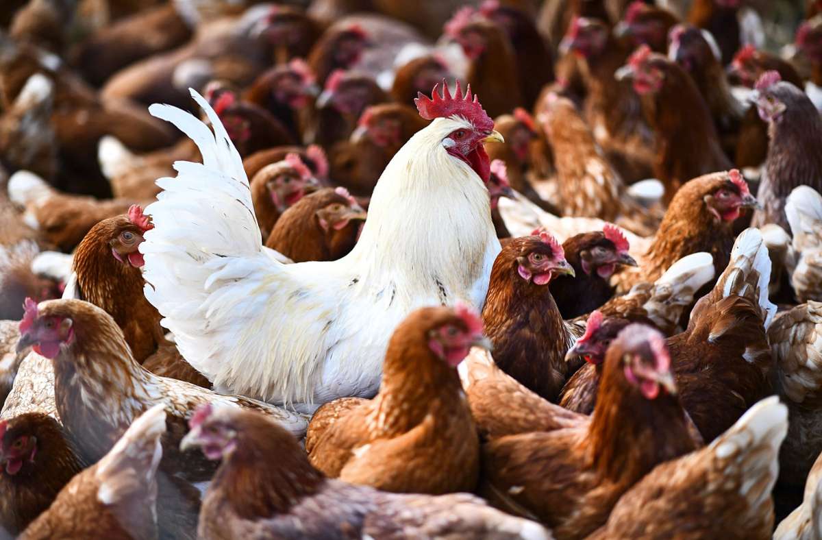 Verdacht auf Geflügelpest: Tote Vögel im Kreis Esslingen gefunden