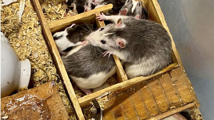 100 Ratten in WG-Zimmer gefunden