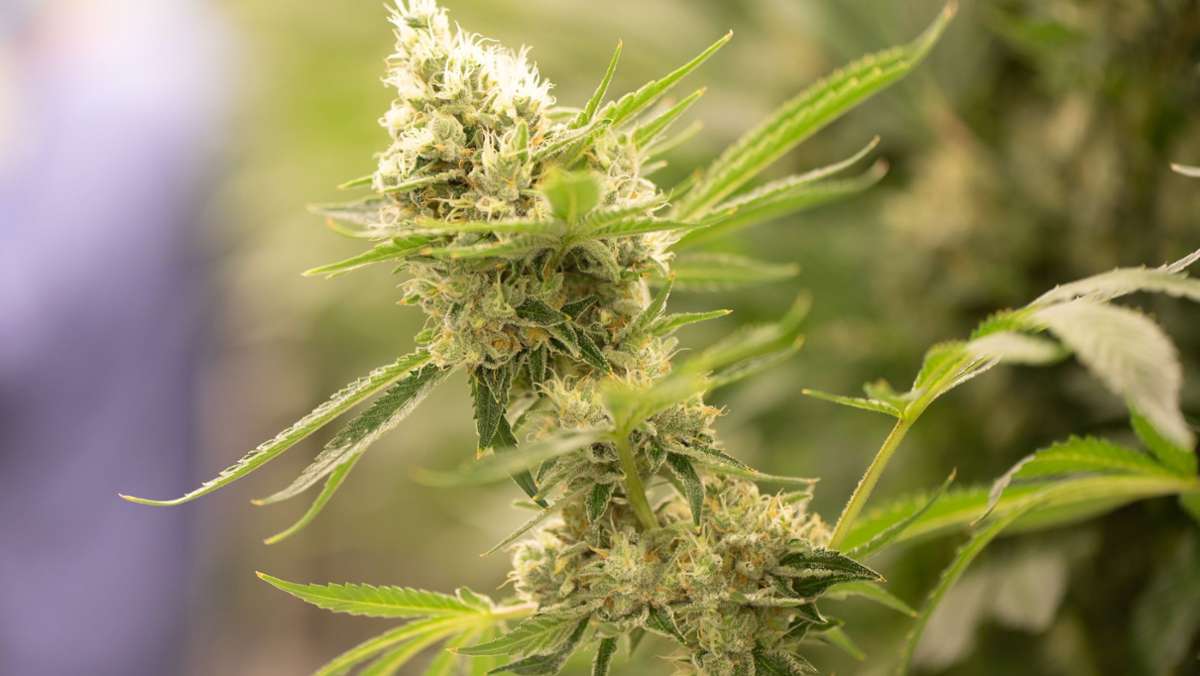 Ampel-Pläne zu Marihuana: Cannabis-Legalisierung verstößt laut Gutachten gegen geltendes Recht