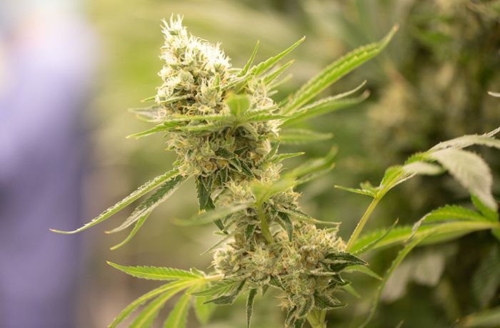 Ampel-Pläne zu Marihuana: Cannabis-Legalisierung verstößt laut Gutachten gegen geltendes Recht