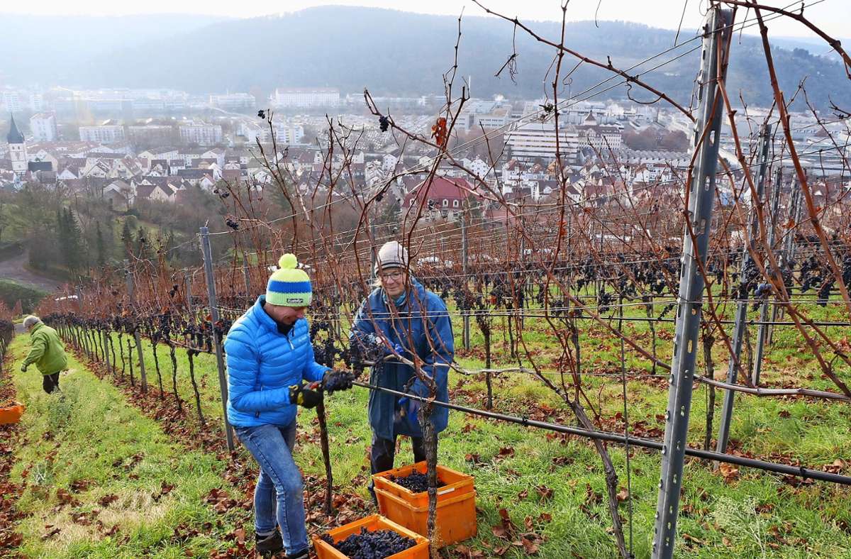 Weingärtner in Esslingen: Nach acht Jahren Pause gibt es wieder eine Beerenauslese