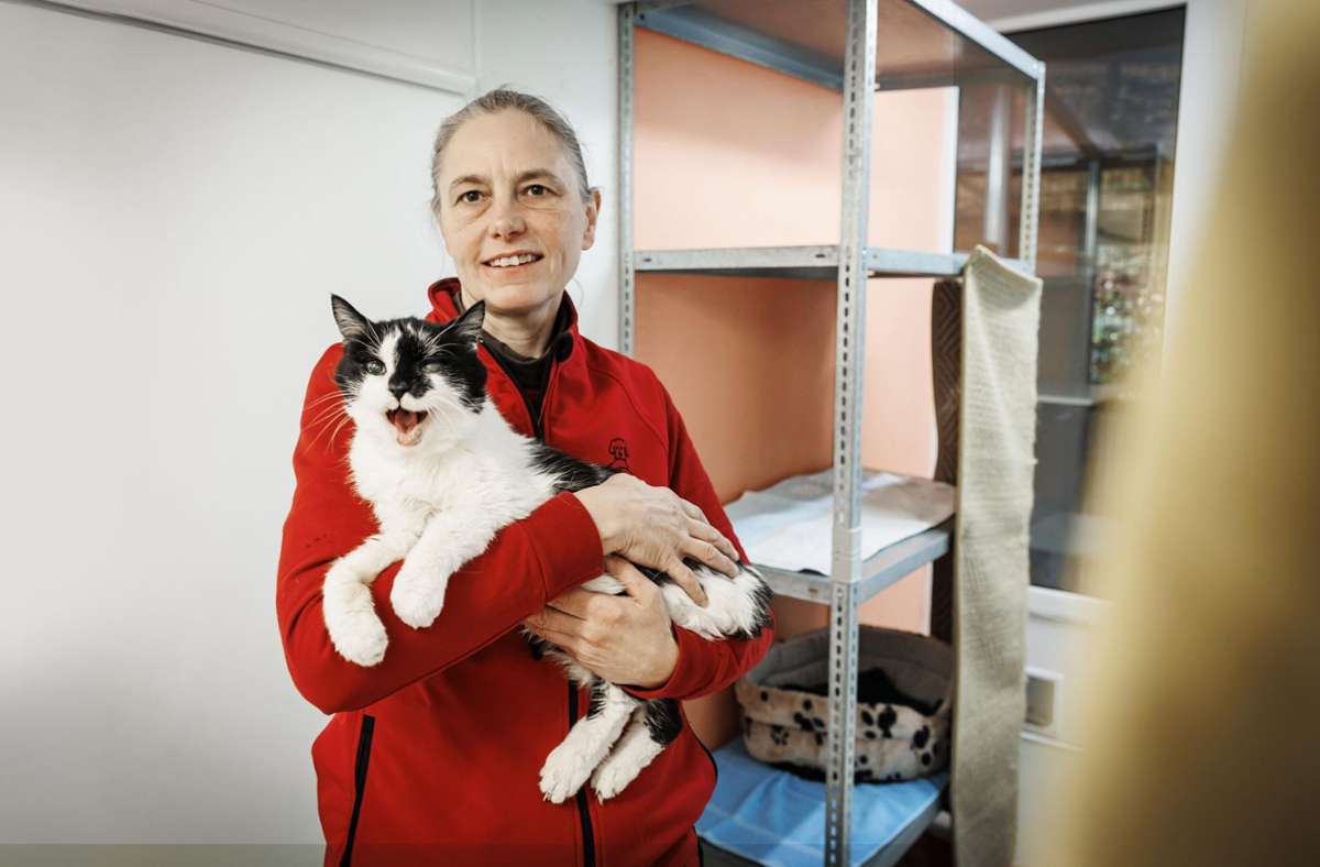 Marion Bentrup vom Tierschutzverein Backnang stellt fest, dass in jüngerer  Zeit vermehrt alte und kranke Katzen als Fundtiere in Tierheimen landen.