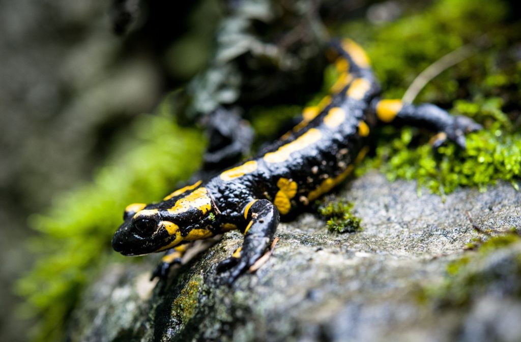 Massensterben befürchtet: Salamanderpest befällt Tiere im Westen Deutschlands