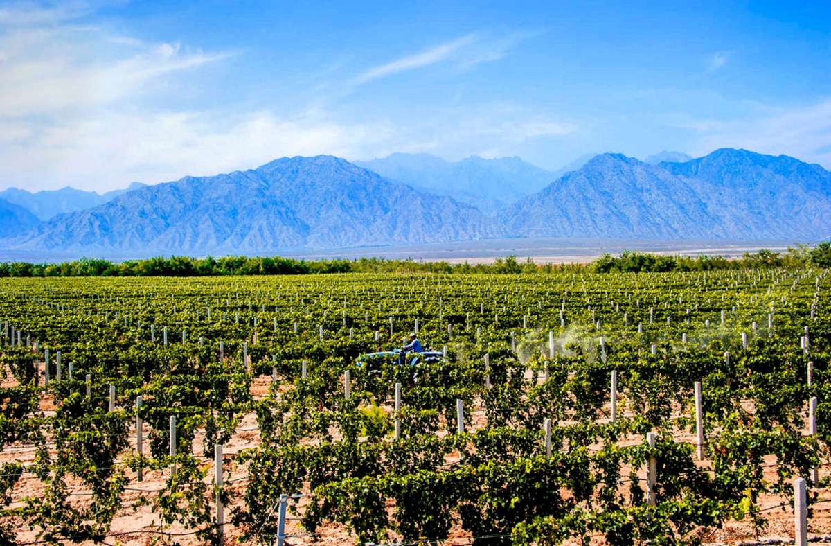 Weinbau in China: Spitzenwein aus Chinas Ödland