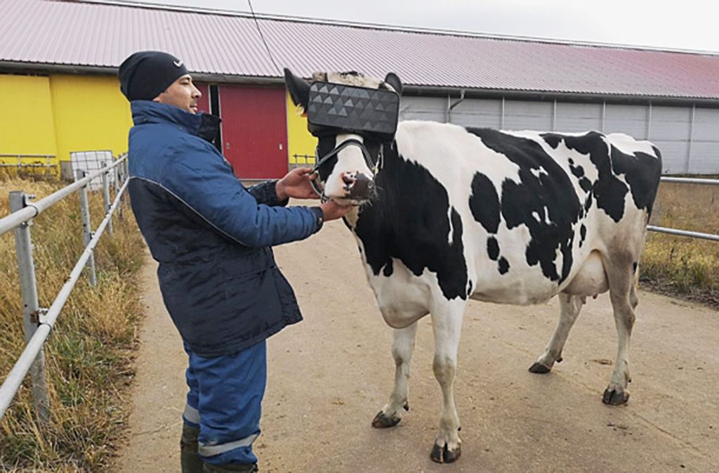Fragen Sie Dr. Ludwig: Was haben Kühe im Cyberspace zu suchen?