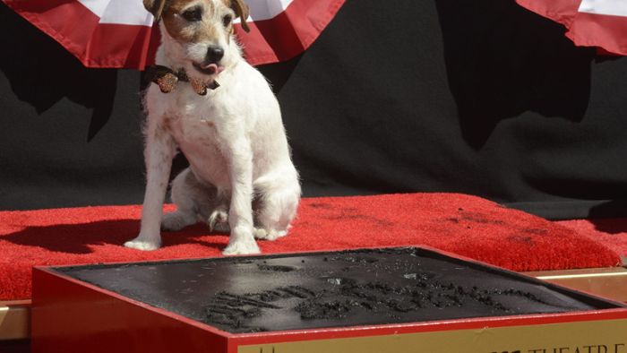 Jack Russell Terrier gewinnt Filmpreis in Cannes