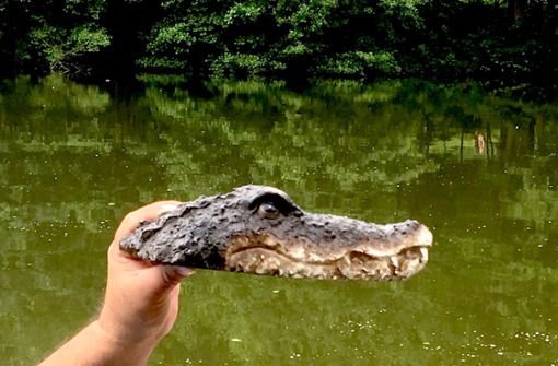 Täuschend echt – so sieht der Krokodilkopf aus Plastik aus. Foto: 7aktuell.de/ 7aktuell