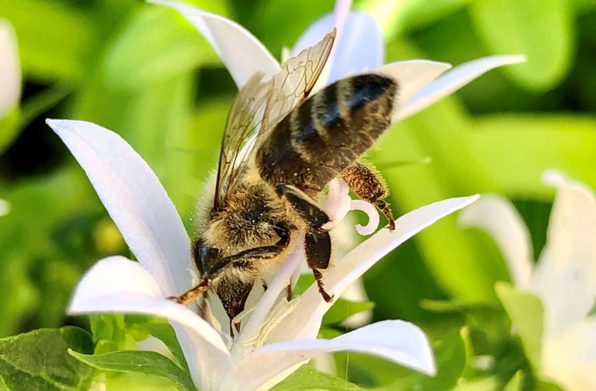 Kühler Frühling setzt Insekten zu: So helfen Sie geschwächten Bienen