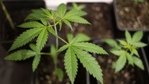 Gesundheit: Cannabis-Freigabe nimmt nächste Hürde