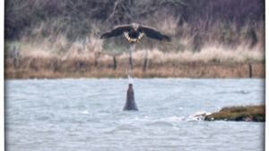 Robbe vertreibt Adler mit Wasserstrahl aus ihrem Maul