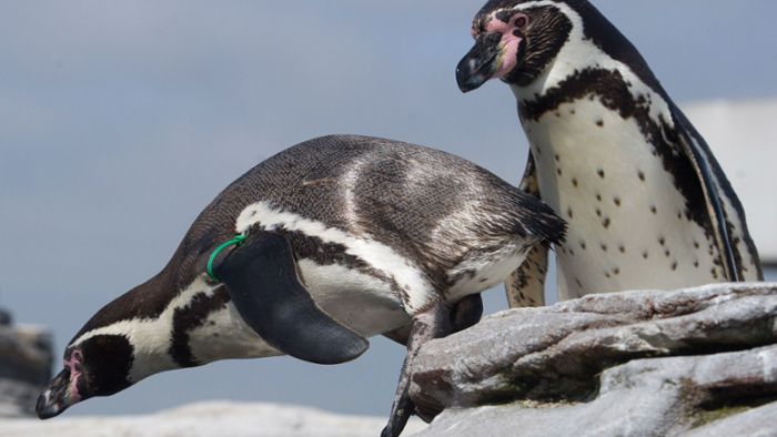 Pinguine erkunden leere Aquarium-Anlagen
