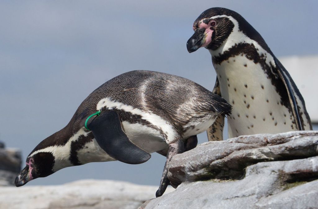 Coronavirus in Chicago: Pinguine erkunden leere Aquarium-Anlagen