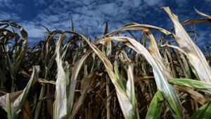Gen-Mais auf Feld im Südwesten entdeckt