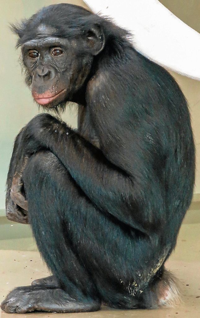 Drei Neuerungen bei Menschenaffen: Umzug, Neuzugang und Schaufütterungen: Orang-Utans zu Gast bei den Gorillas und Bonobos