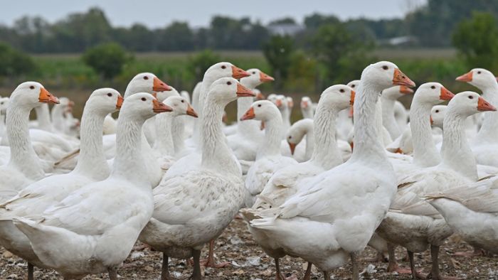 Vogelgrippe-Schutzzone auf Ostalbkreis erweitert