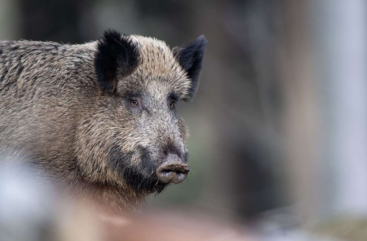Wildtiere im Schurwald: Wildschweine und Waschbären treiben ihr Unwesen