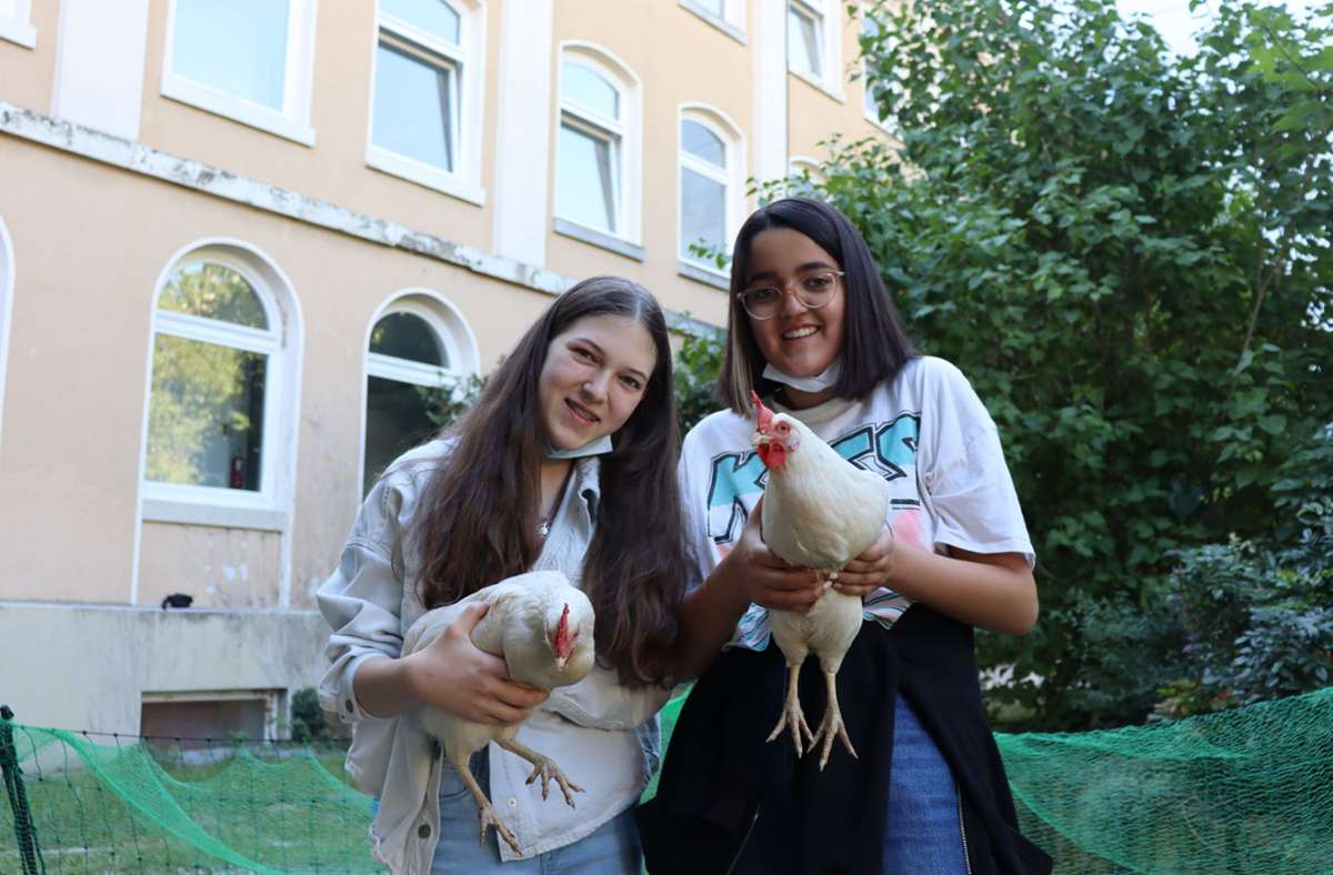 Miet-Hühner im Stuttgarter Westen: Im Schulgarten gackern die Hühner