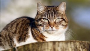 Katzenschutzverordnung in Esslingen: Stadt führt Kastrationspflicht für frei laufende Katzen ein