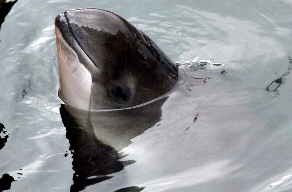 Nato-Manöver in der Ostsee: Deutsche Marine sprengt Minen und tötet  18  Schweinswale