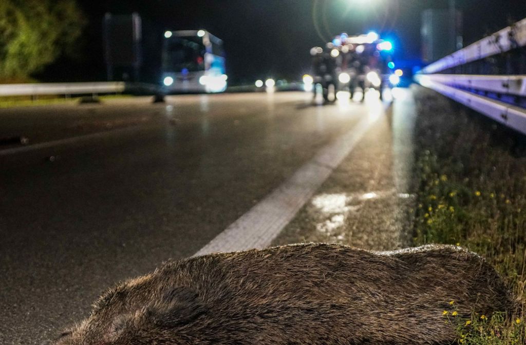 A8 bei Kirchheim/Teck: Frau wird bei Unfall mit Wildschweinherde verletzt