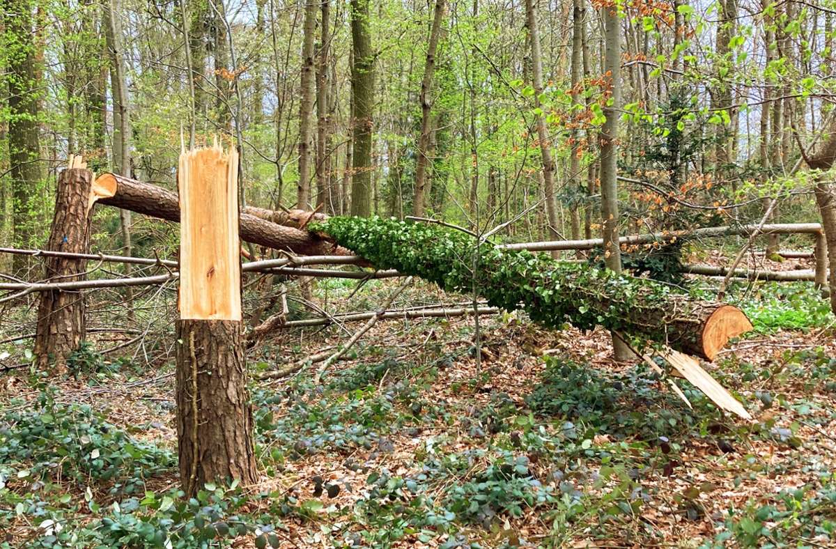 Im Stadtteil Heumaden haben die Täter nah am Waldrand rund 40 große und kleine Bäume gefällt und liegen gelassen.