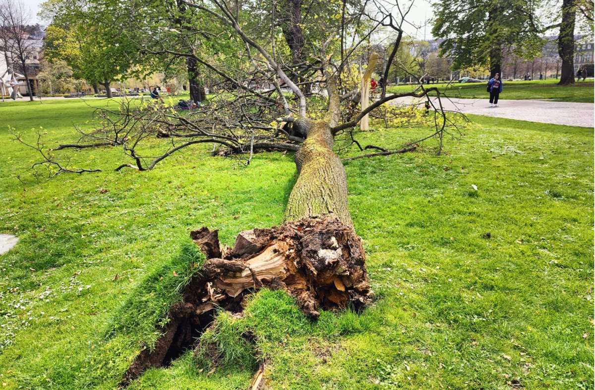 Sturmschaden in Stuttgart: Böe reißt jungen Baum im Schlossgarten um