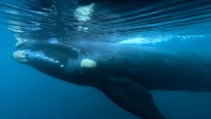 Indigene erklären Wale zu juristischen Personen