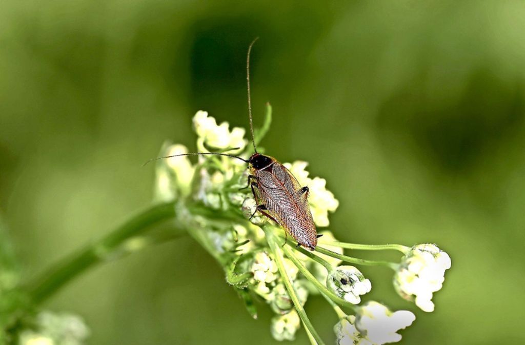 Ungebetene Insekten im Haus: Bernsteinschaben sind nervig, aber harmlos
