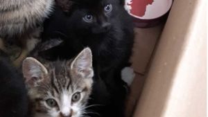 Mutter und Sohn finden ausgesetzte Katzenfamilie in Wäschekorb verpackt