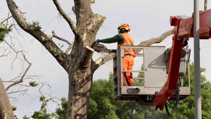 44-Jähriger wird bei Baumfällarbeiten schwer verletzt