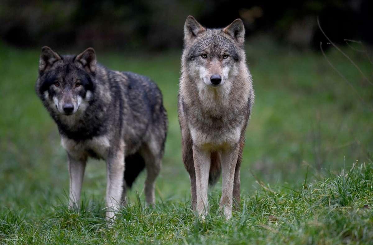 Raubtiere in Baden-Württemberg: Forscher gehen von künftig 100 Wölfen im Land aus