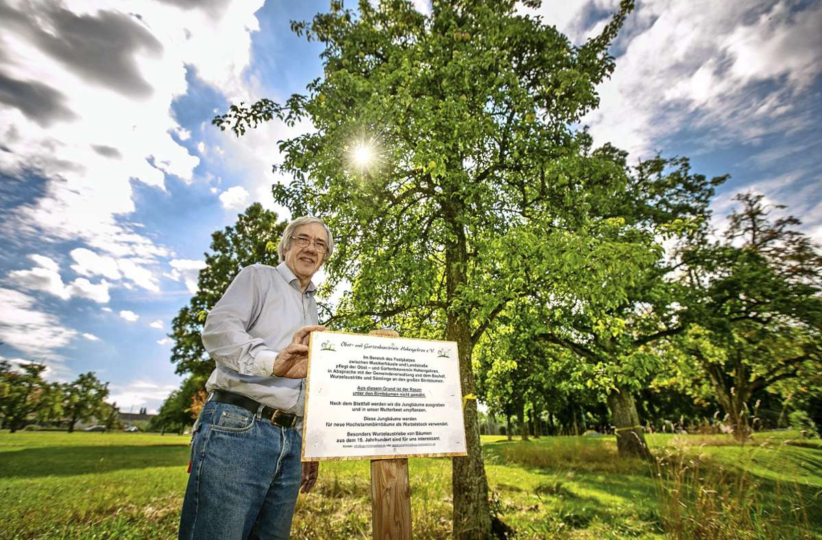 Klimaschutz in Baltmannsweiler: Alte Birnen wachsen am Festplatz