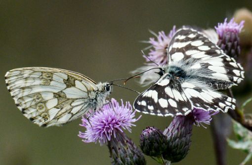 Die Schachbrettfalter gehören zu den Schmetterlingen, die noch recht häufig in Baden-Württemberg vorkommen. Foto: dpa/Jens Kalaene