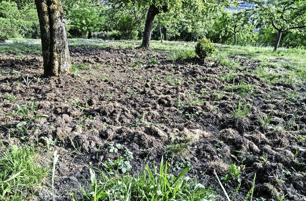 Geschädigte fordern stärkere Jagd auf Wildschweine und Vorgehen gegen verwilderte Grundstücke: Schwarzkittel verwüsten Wiesen
