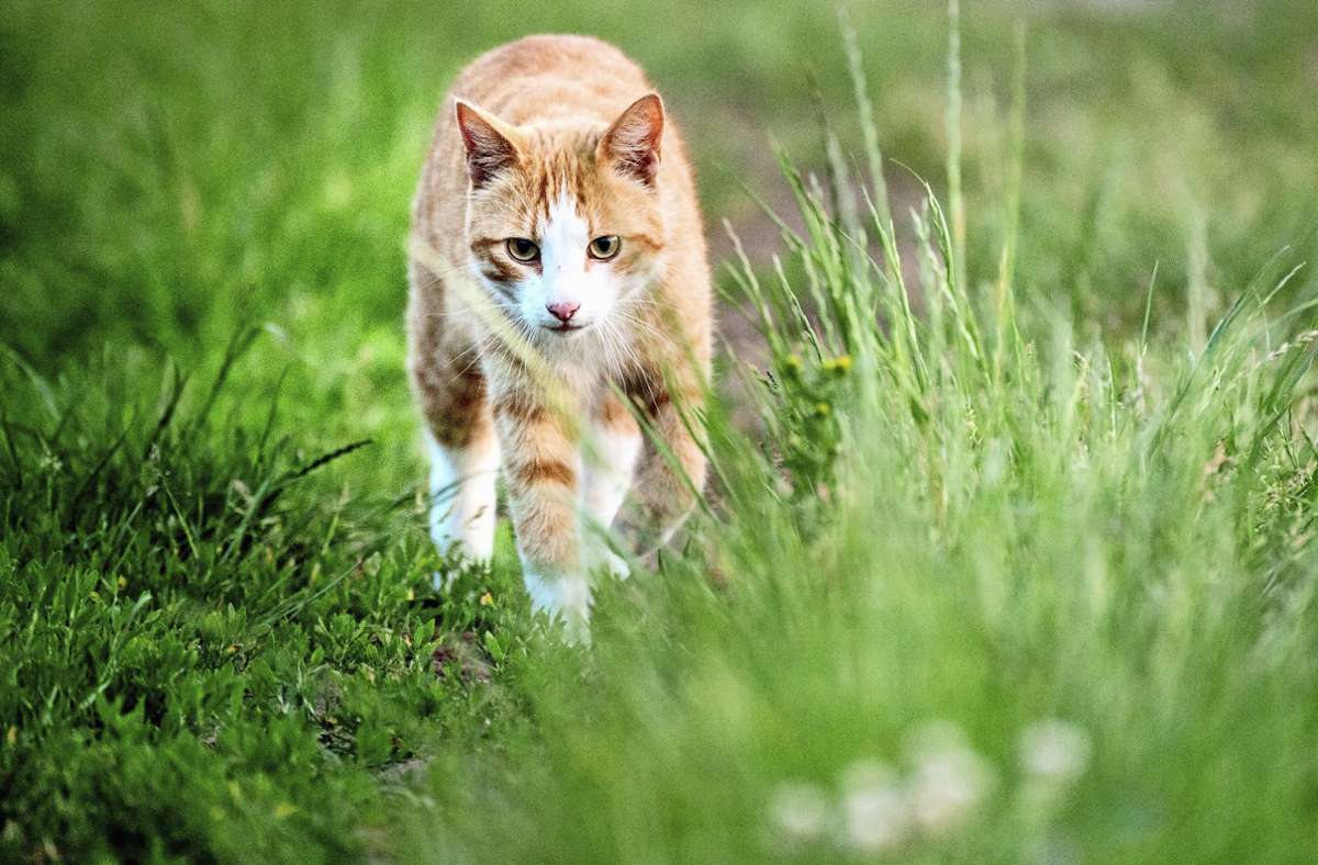 Alle Katzen mit Freigang müssten mit der Verordnung kastriert werden – zum Wohle wildlebender Katzen. Foto: dpa/Hauke-Christian Dittrich