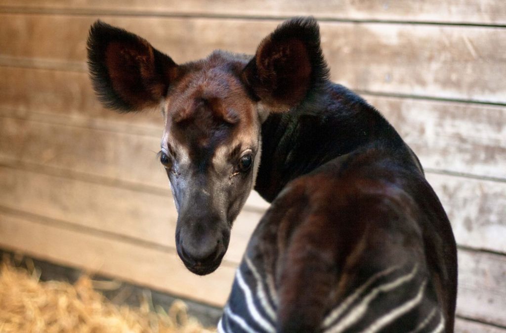 Ein kleines Okapi-Baby erblickte in der Wilhelma das Licht der Welt.