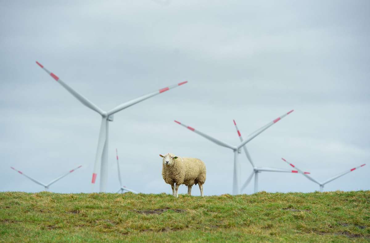 Ein Schaf steht auf einem Deich an der Nordseeküste bei Dagebüll.