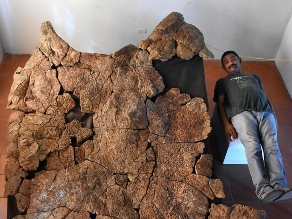 In Südamerika: Fossilien von drei Meter langer Schildkröte gefunden