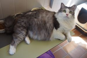 Tierheimtier Esslingen: Tier des Monats Juli: Katze Shirine sucht ein neues Zuhause