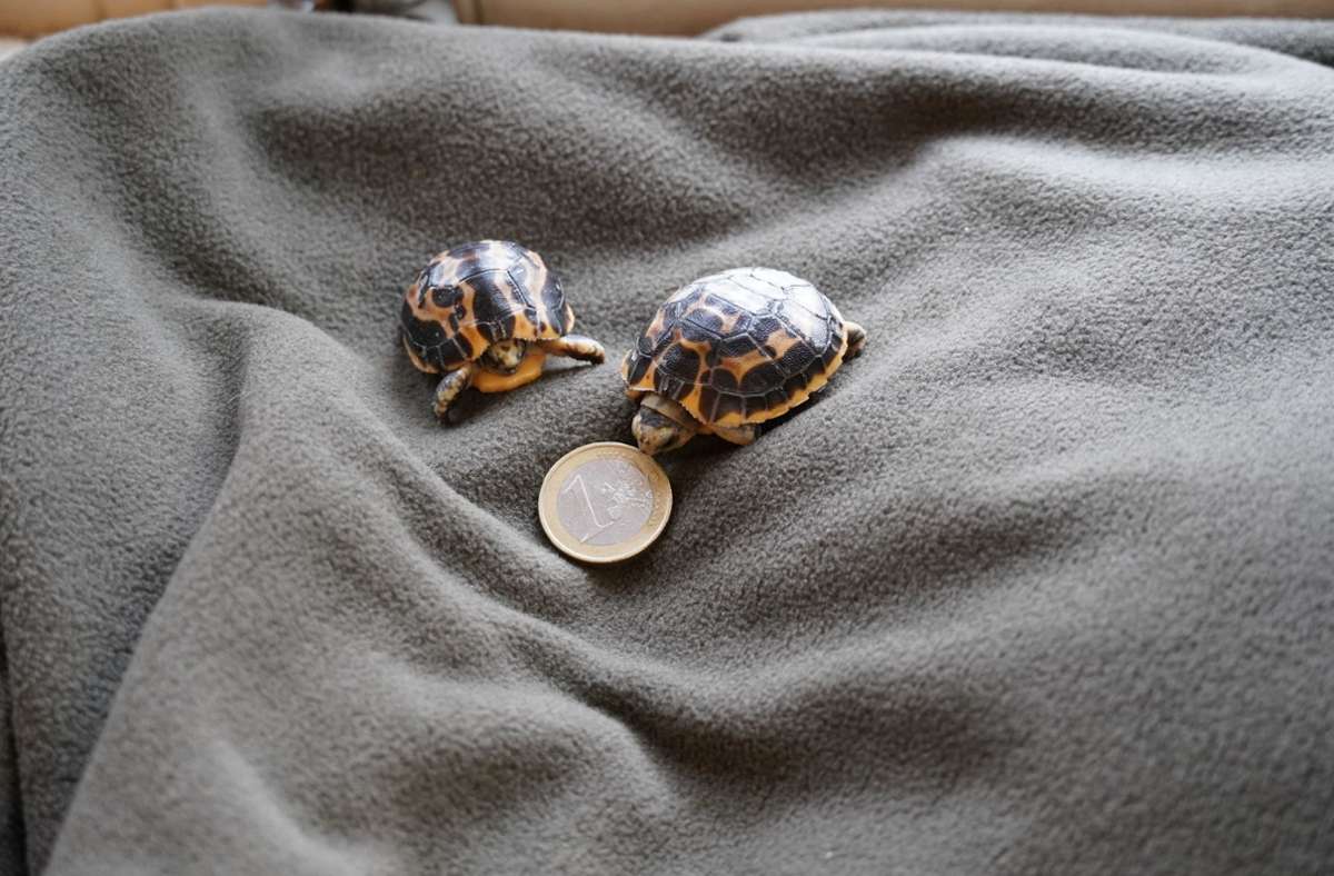Zoo Hannover: Zwei seltene Mini-Schildkröten geschlüpft