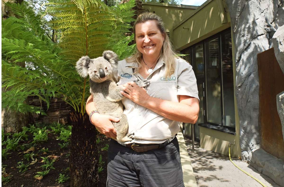 Neues Koala-Quartett in der Stuttgarter Wilhelma: Der Jetlag vom Australien-Flug ist weg