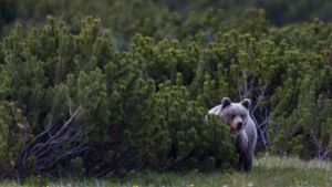 Braunbär verletzt Jogger auf Waldweg