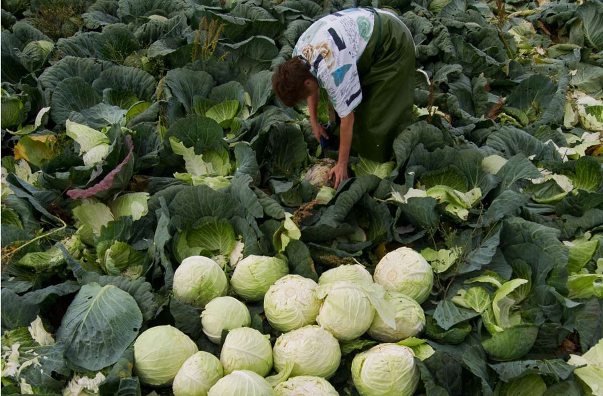Die Landwirtschaft soll künftig ohne Pflanzenschutzmittel auskommen. Foto: dpa/Marijan Murat